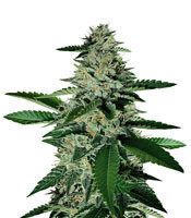 Ghost Train Haze #1 feminized seeds