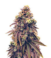 Grand Daddy Purp feminized seeds