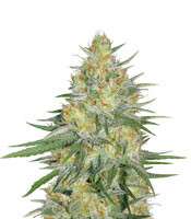 Graines de cannabis Sweet Cheese XL Auto (Sweet Seeds)