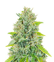 Original Auto Russian feminized seeds