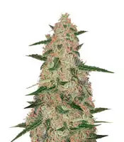 Exodus Cheese x Jack Herer x NL5 (GHS)