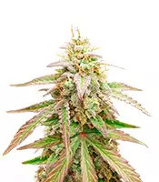 Gelato x Girl Scout Cookies (Herbies Seeds)