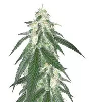 Grandaddy Black feminized seeds