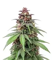 Mendo Breath Seeds