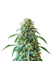 Northern Flame feminized seeds