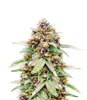 Runtz Auto (Barney's Farm) feminized seeds