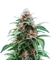 White Panther (White Snurf) feminized seeds
