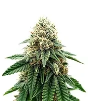 Widow 2004 regular seeds