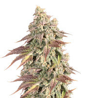 Boulder Bubblegum (Sagarmatha Seeds) Cannabis-Samen