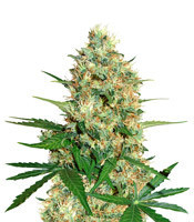 Cole Train (Reserva Privada) Cannabis-Samen
