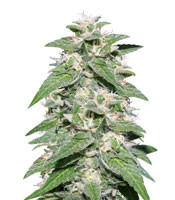 Kong 47 feminized seeds