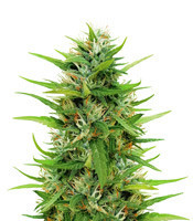 Sapphire Scout feminized seeds