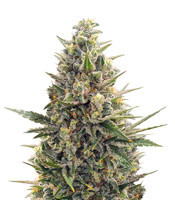 Amnesia Lemon Kush (Original Sensible Seeds) Cannabis-Samen