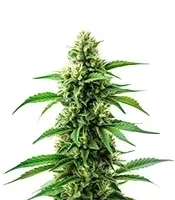 Banana Original Z Seeds