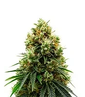 Gelato 44 (Tyson S) Seeds