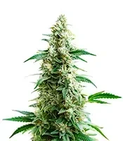 Goji OG Seeds