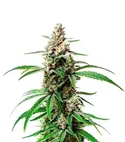 Gush Mints Strain Seeds