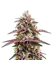 Moonshine Cookies Auto Seeds