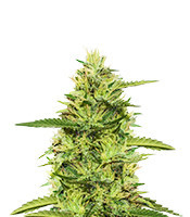 Top 44 feminized seeds (Kera Seeds)