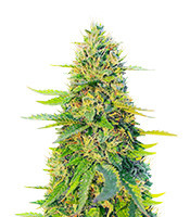 GG#4 Original Glue Fast Version Feminized Seeds (EGS)