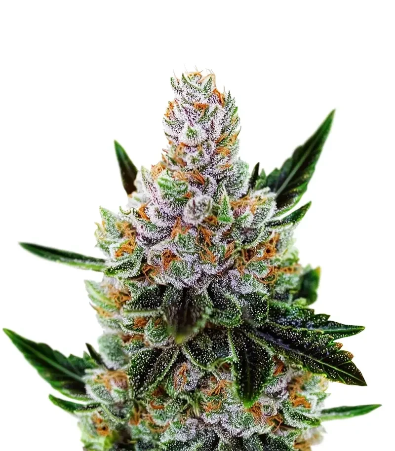 10th Planet R1 Seeds (Ethos Genetics)