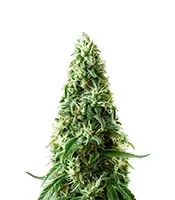 Auto Bubble Gum XXL feminized seeds
