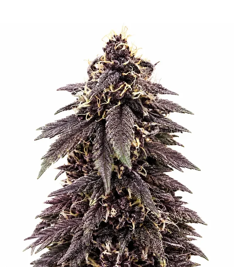 Auto Strawberry Soda Seeds (Dutch Passion)