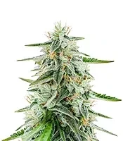 Critical Purple Auto Seeds