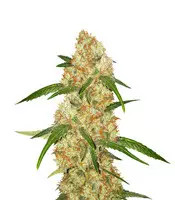 Graines de cannabis Critical Purple Kush (Advanced Seeds)