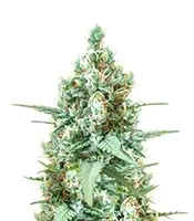 Godzilla Original Glue GG#4 Auto Seeds