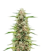 Sementes Feminizadas de Hella Jelly (Humboldt Seed Company)
