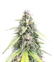 Graines féminisées de OG Kush Autoflower (Humboldt Seed Company)
