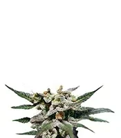 Purple Lemonade Auto Seeds