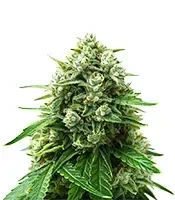 Sativa Dream Seeds