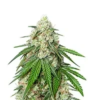 Wedding Cheesecake FF Seeds