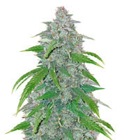 Sementes Feminizadas de Blue Dream’matic Auto (FastBuds)