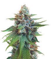 Graines de cannabis Bubble Bomb (Bomb Seeds)