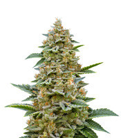 Chemdawg #4 feminized seeds