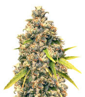 Pineapple Express #2 feminized seeds