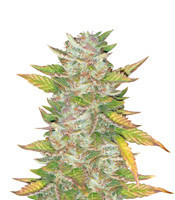 Purple Skunk Mass (Critical Mass Collective Seeds)