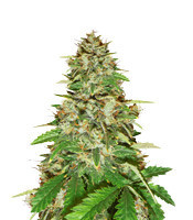 Graines de cannabis Sucker Punch Auto (Auto Seeds)