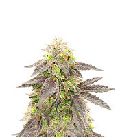 Black Domina Auto (Herbies Seeds)