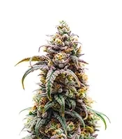 CBD D Diesel feminized seeds