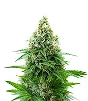 Lemon O.G. Seeds