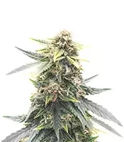 Super Orange Haze Auto Feminized Seeds (Mephisto Genetics)