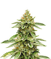 Graines de cannabis Auto Ghost OG (Original Sensible Seeds)