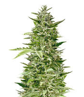 Jack Diesel feminized seeds