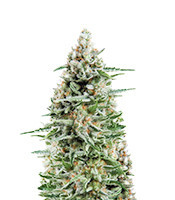 Anesthesia CBD feminized seeds