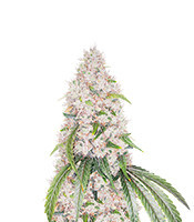 Grape Ape (Herbies Seeds)