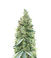 Northern Light (Kera Seeds) Cannabis-Samen